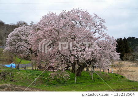 Beautiful Ishibe cherry blossoms in Ichinomachi, Aizuwakamatsu City, Fukushima Prefecture 125238504
