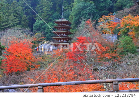 Hasedera Temple in autumn (from the main hall, National Treasure, Sakurai City, Nara Prefecture) Hasedera Temple in autumn (from the main hall, National Treasure, Sakurai City, Nara Prefecture) 125238794