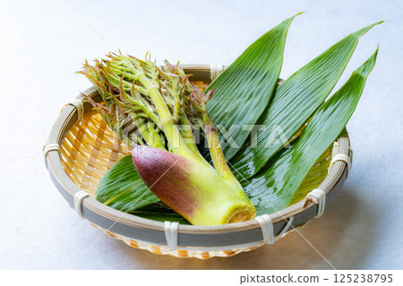 [春天的味道] 山菜之王，塔拉納（辣鱈魚芽）[長野縣] 125238795