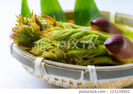 [春天的味道] 山菜之王，塔拉納（辣鱈魚芽）[長野縣] 125238802