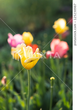 Yellow tulips blooming in spring flowerbed 125238987