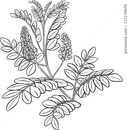 Licorice Plant with Flowers and Leaves Outline Illustration Licorice Plant with Flowers and Leaves Outline Illustration 125239076