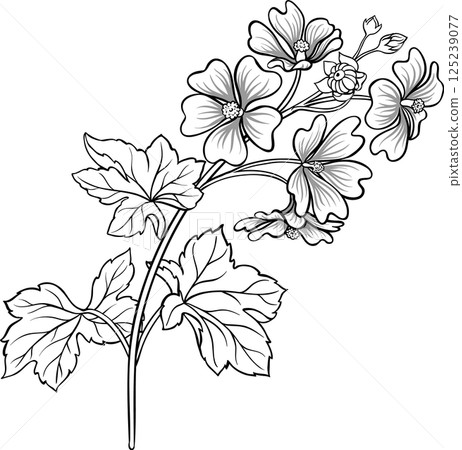Malva Plant with Flowers and Leaves Outline Illustration.  125239077
