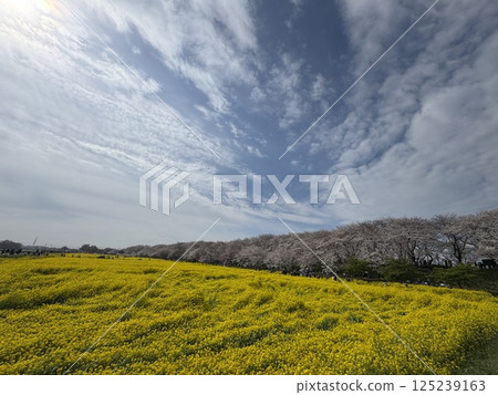 櫻花 櫻花節 油菜花 櫻花 櫻花節 油菜花 125239163