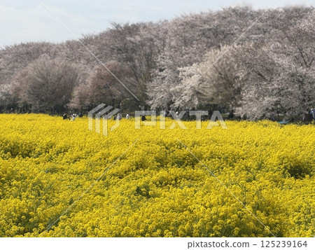 櫻花 櫻花節 油菜花 櫻花 櫻花節 油菜花 125239164