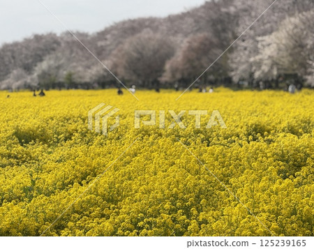 櫻花 櫻花節 油菜花 櫻花 櫻花節 油菜花 125239165
