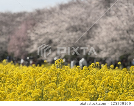 櫻花 櫻花節 油菜花 櫻花 櫻花節 油菜花 125239169