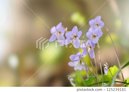 Flower of tachibubikusu Flower of tachibubikusu 125239181