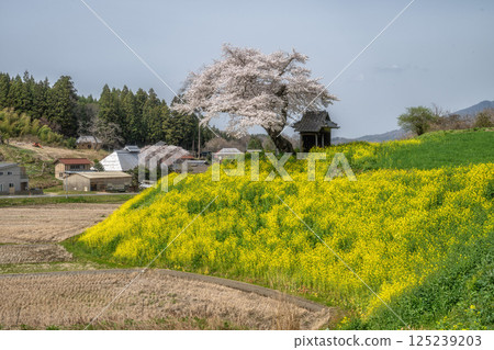 Rape flower and one cherry tree 125239203