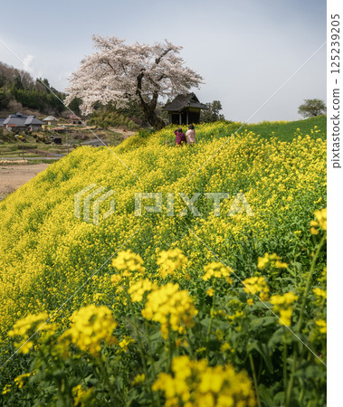 Rape flower and one cherry tree 125239205