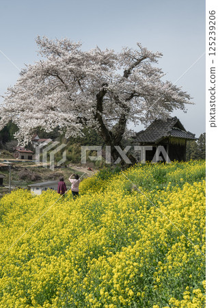 Rape flower and one cherry tree 125239206