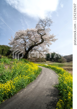 Rape flower and one cherry tree 125239207