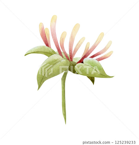 Blooming honeysuckle branch watercolor illustration isolated on white. Elegant yellow and pink vine flowers with green leaves for spring and summer garden designs Blooming honeysuckle branch watercolor illustration isolated on white. Elegant yellow and pink vine flowers with green leaves for spring and summer garden designs 125239233
