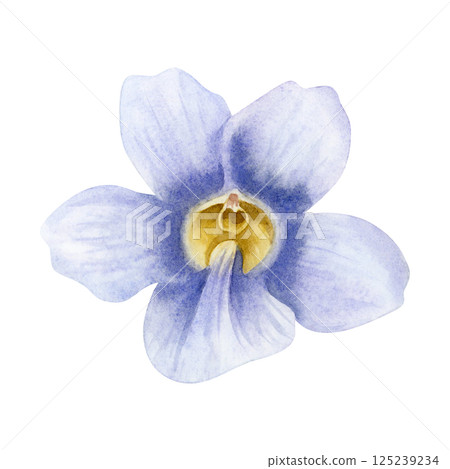 Pastel purple Thunbergia vine flower watercolor illustration isolated on white. Violet floral plant hand drawn clipart of blue clockvine trumpet. Vintage botanical floral art of tropical nature 125239234