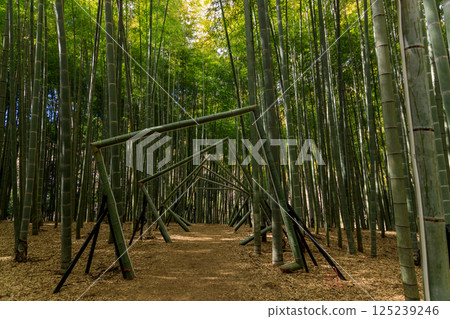 在陽光明媚的日子裡，一片清新的竹林景色 125239246