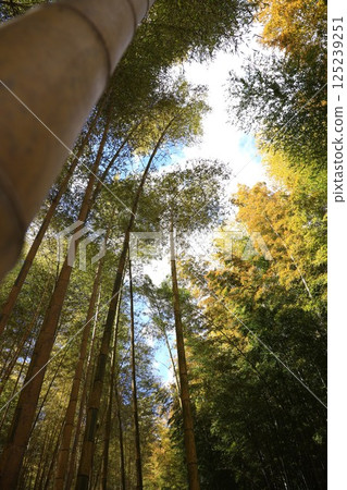 在陽光明媚的日子裡，一片清新的竹林景色 125239251