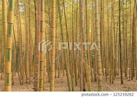 在陽光明媚的日子裡，一片清新的竹林景色 125239262