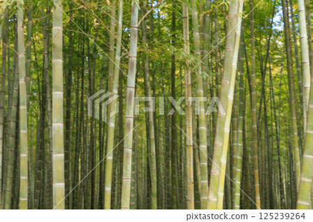 在陽光明媚的日子裡，一片清新的竹林景色 125239264