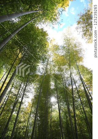 A refreshing bamboo forest scene on a sunny day 125239265