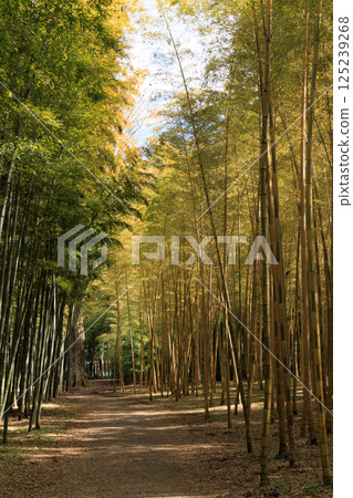 在陽光明媚的日子裡，一片清新的竹林景色 125239268