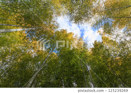 在陽光明媚的日子裡，一片清新的竹林景色 125239269