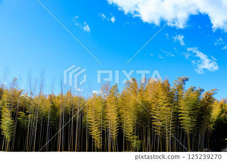 A refreshing bamboo forest scene on a sunny day 125239270