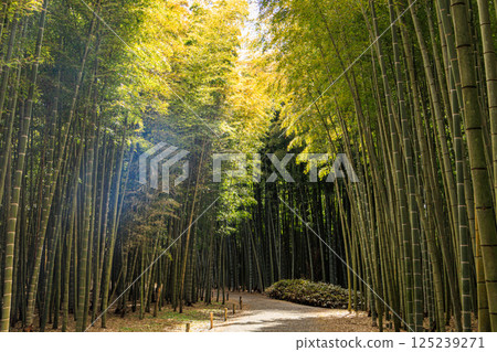 A refreshing bamboo forest scene on a sunny day 125239271