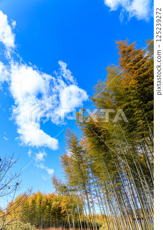 A refreshing bamboo forest scene on a sunny day 125239272
