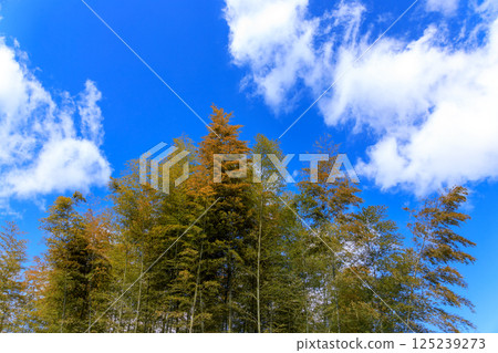 A refreshing bamboo forest scene on a sunny day 125239273