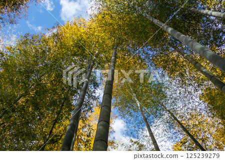 在陽光明媚的日子裡，一片清新的竹林景色 125239279