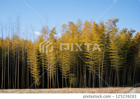 A refreshing bamboo forest scene on a sunny day 125239281