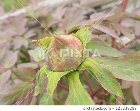 Peony flower buds grow suddenly large 2 Peony flower buds grow suddenly large 2 125239282