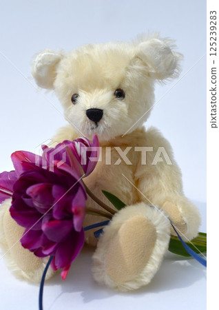紫色鬱金香花束和白色泰迪熊 紫色鬱金香花束和白色泰迪熊 125239283