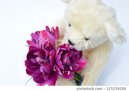 紫色鬱金香花束和白色泰迪熊 紫色鬱金香花束和白色泰迪熊 125239289