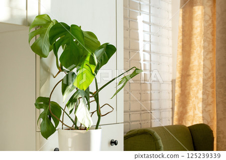 Monstera 125239339
