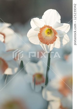 White flowers in the sun White flowers in the sun 125239342