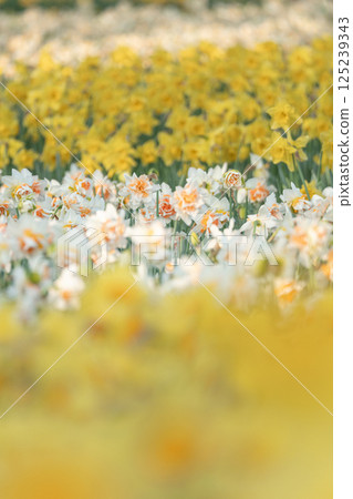Flower garden in full bloom Flower garden in full bloom 125239343
