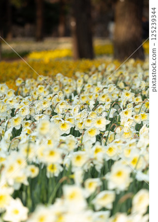 Flower garden in full bloom Flower garden in full bloom 125239344