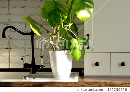 Monstera 125239356
