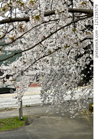 道路兩旁盛開的染井吉野櫻花 道路兩旁盛開的染井吉野櫻花 125239379