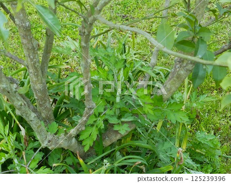 Soft-looking mugwort growing under a yuzu tree 125239396
