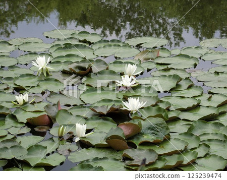 Lotus flowers floating in a pond Lotus flowers floating in a pond 125239474