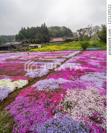 Moss phlox in full bloom in Kofune district, Hitachiota city, Ibaraki prefecture 125239522