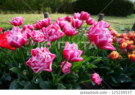 鬱金香花 125239537