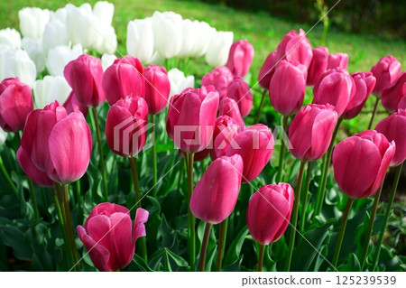 鬱金香花 125239539