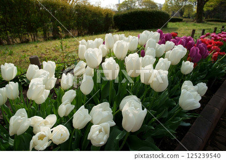 鬱金香花 125239540