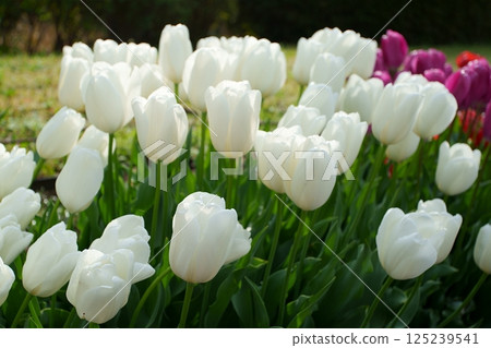 鬱金香花 125239541