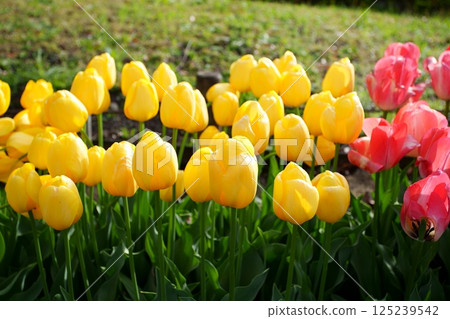 鬱金香花 125239542