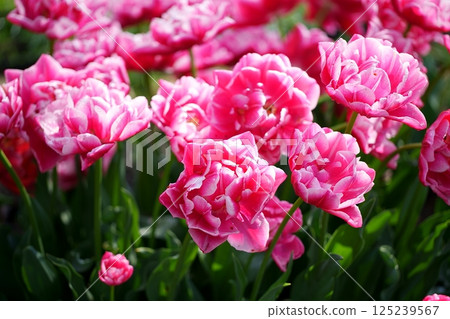 鬱金香花 鬱金香花 125239567
