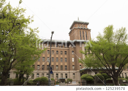 Fresh green ginkgo trees on Japan Boulevard 125239578